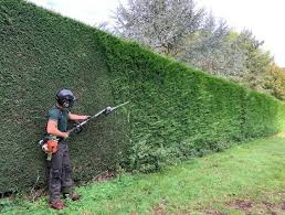Hedge Trimming