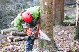 Lopping & Felling